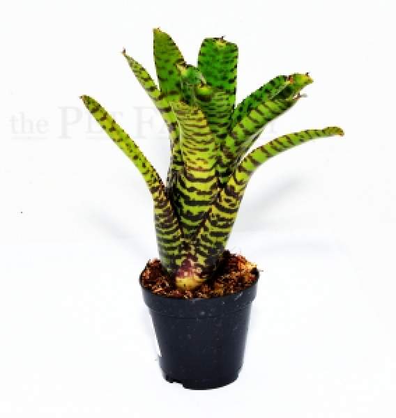 Neoregelia eteria